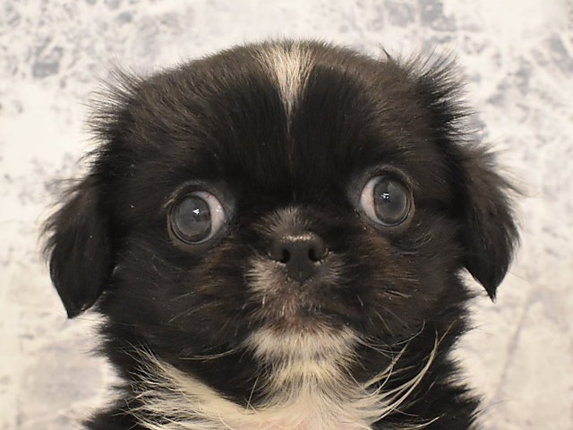 神奈川県のハーフ犬・ミックス犬 (ペッツワン三浦店/2024年5月13日生まれ/男の子/ブラック)の子犬